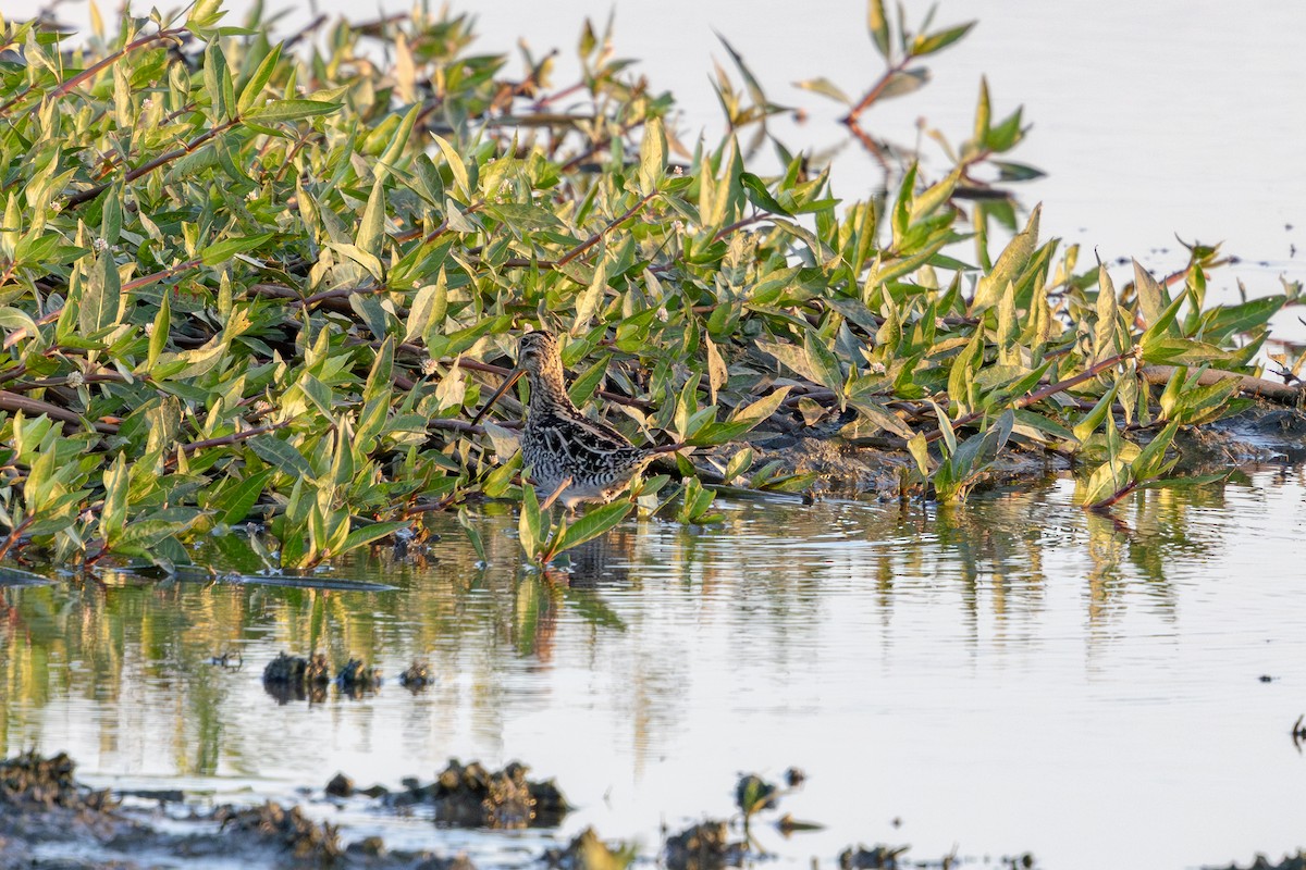 Pantanal Snipe - ML636810270