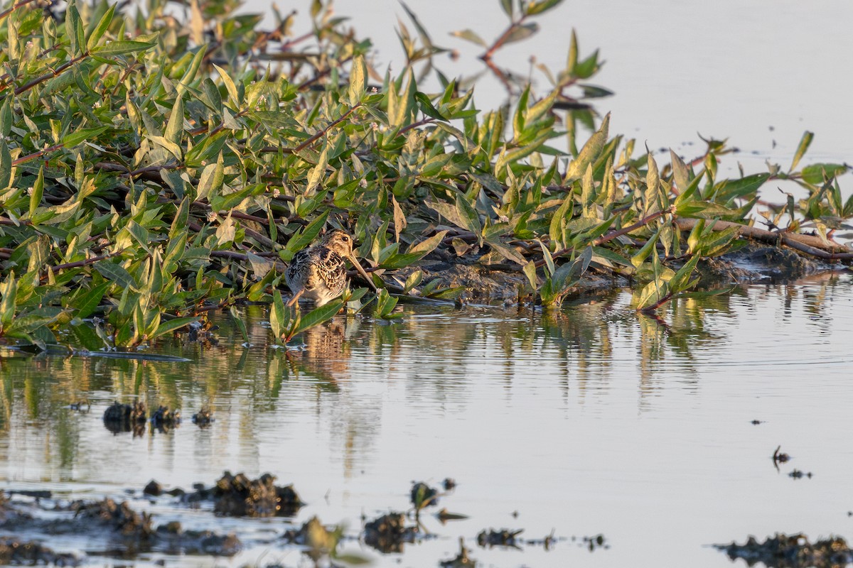 Pantanal Snipe - ML636810271