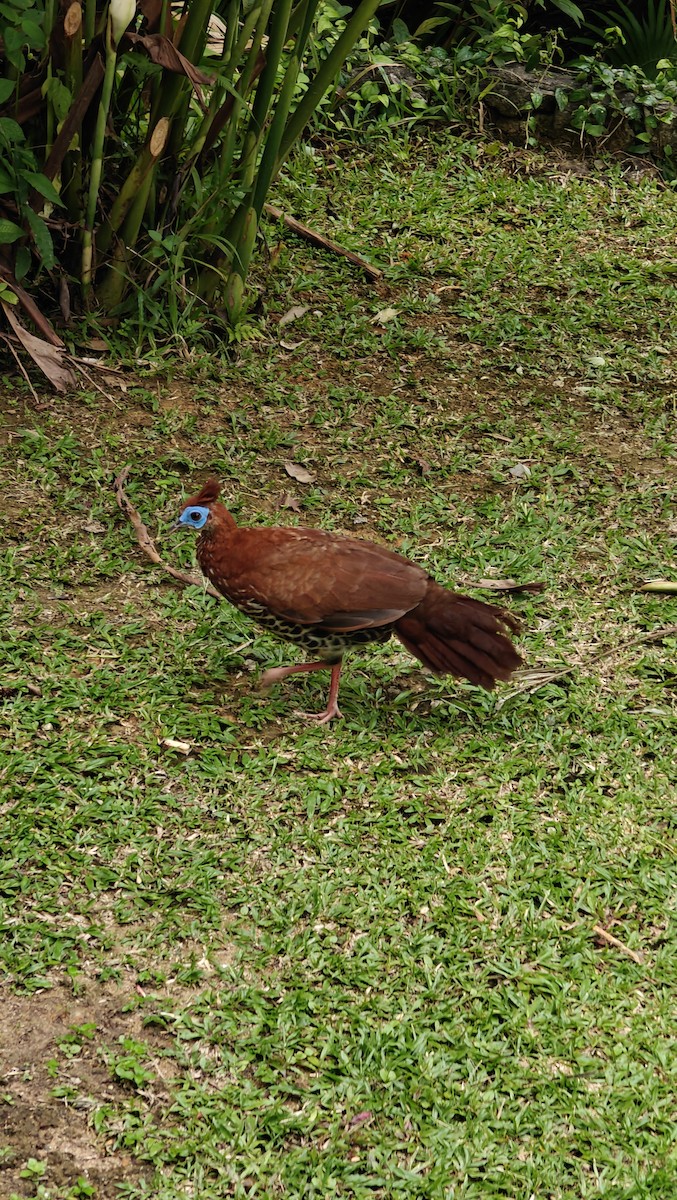 Malayan Crested Fireback - ML636810401