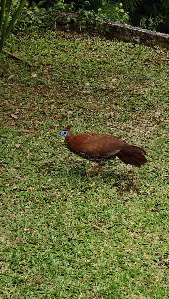 Malayan Crested Fireback - ML636810402