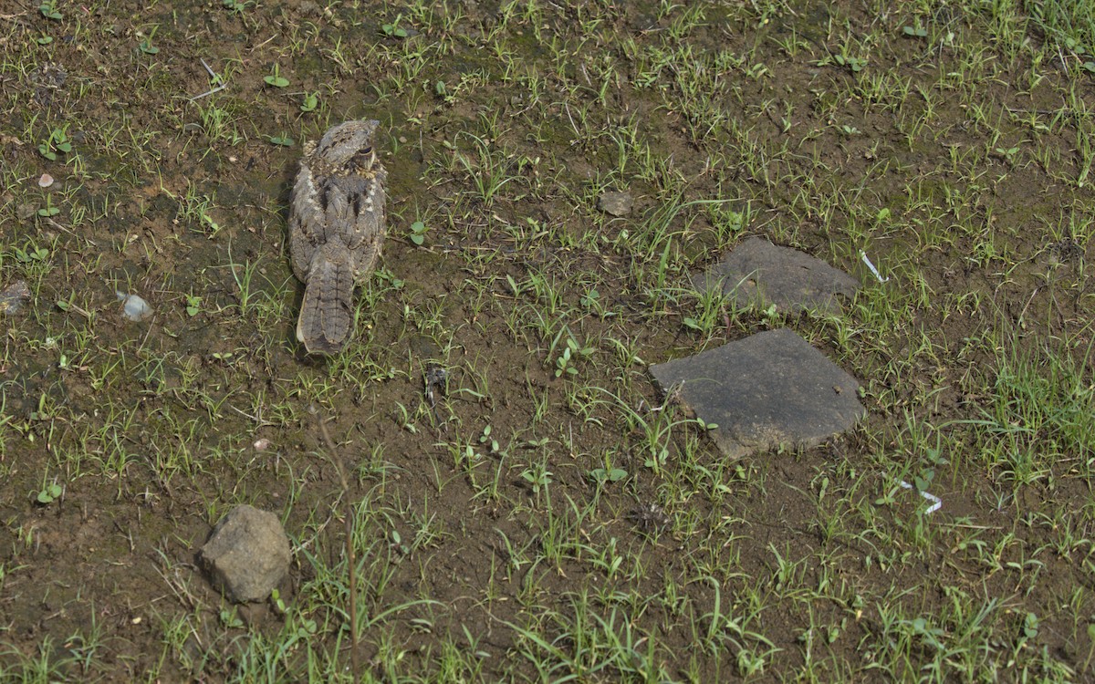Indian Nightjar - ML636810412