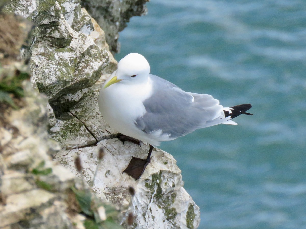 Black-legged Kittiwake - ML636810420