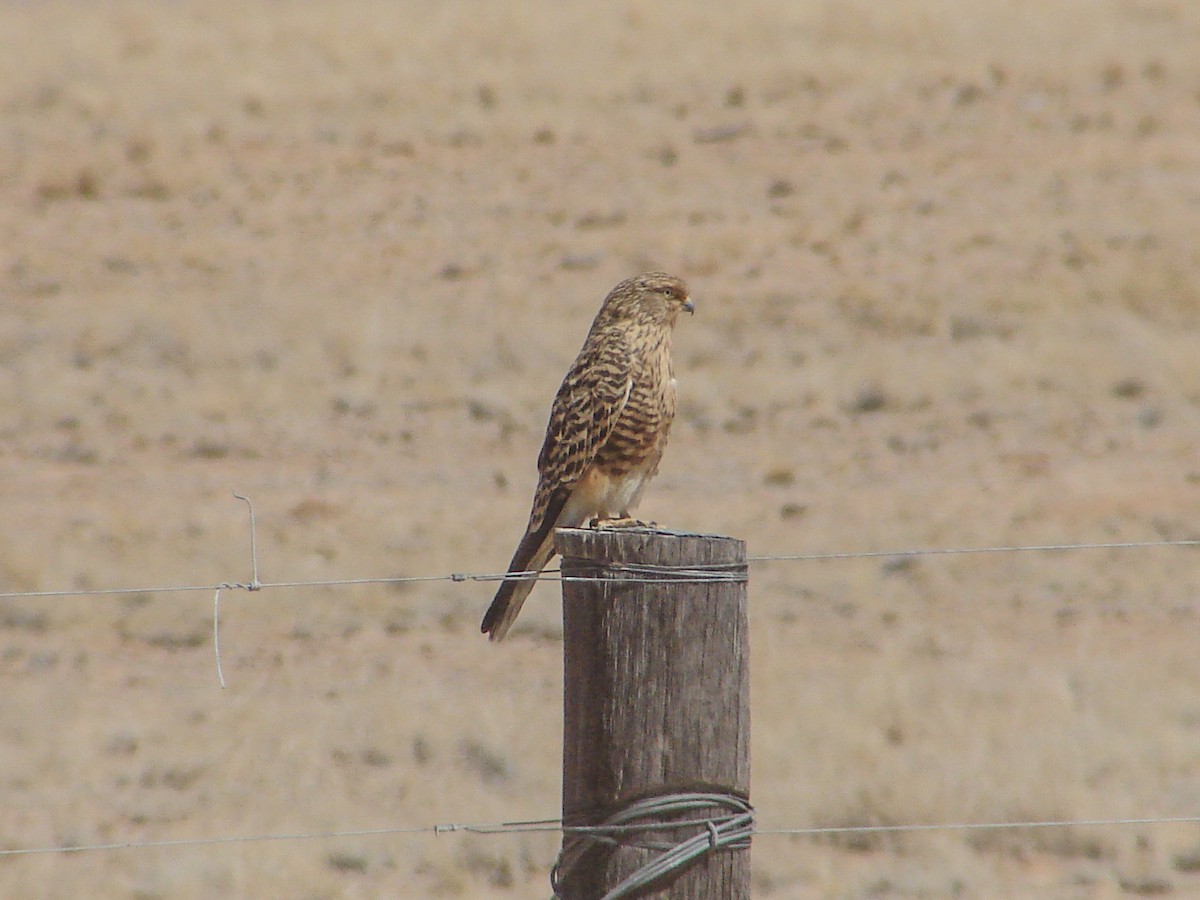 Greater Kestrel - ML636810534
