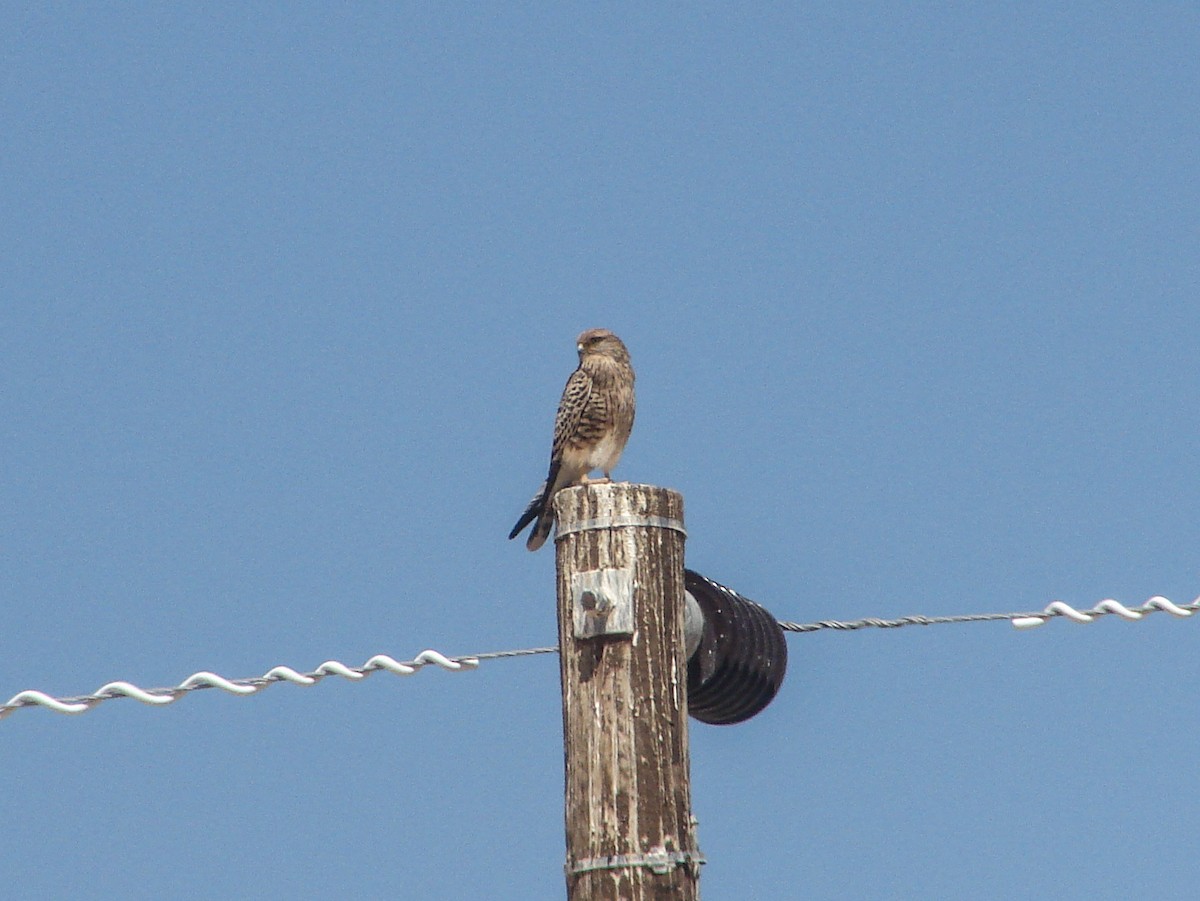Greater Kestrel - ML636810535