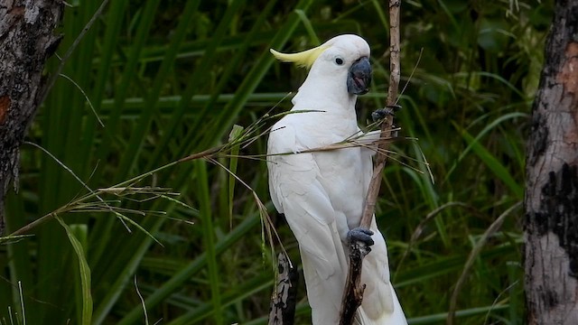 葵花鳳頭鸚鵡 - ML636810553