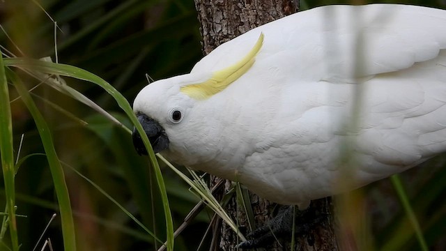 葵花鳳頭鸚鵡 - ML636810555