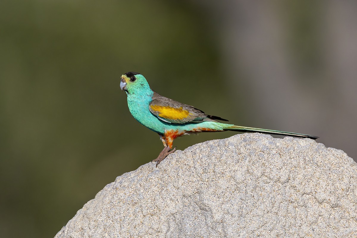 Golden-shouldered Parrot - ML636810567