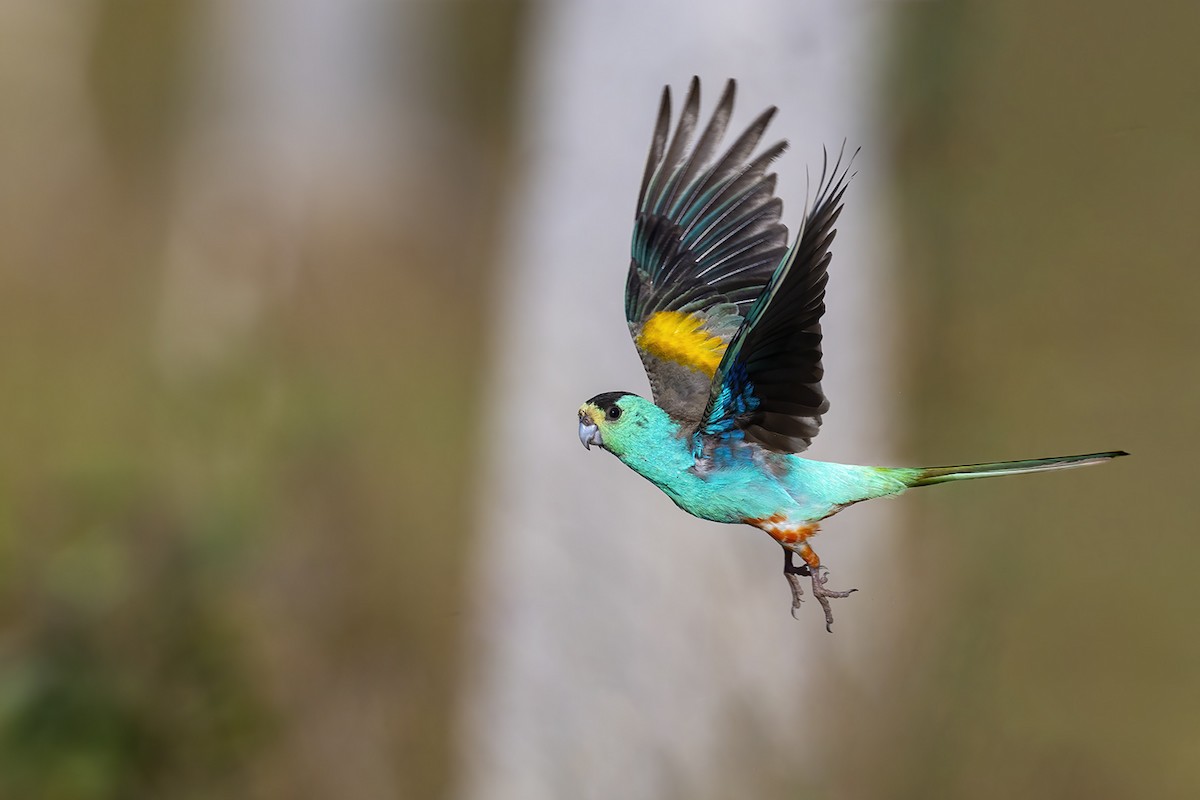 Golden-shouldered Parrot - ML636810568