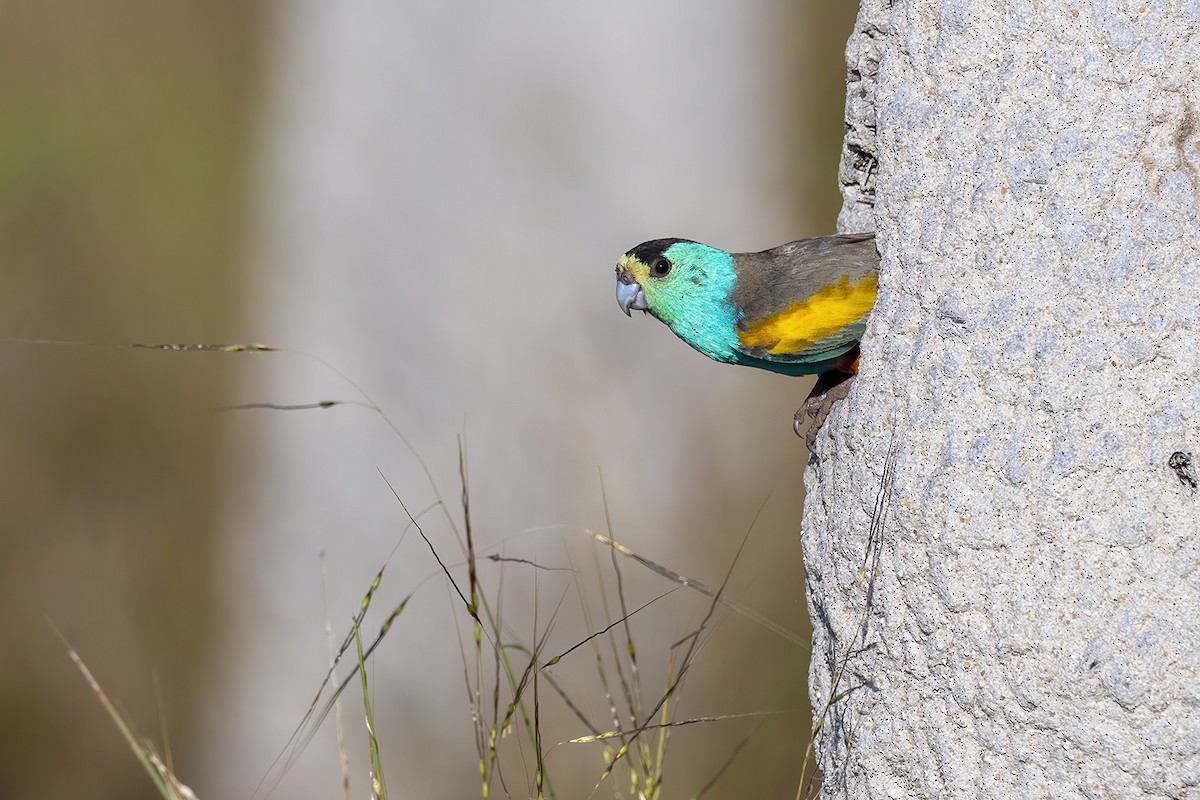 Golden-shouldered Parrot - ML636810570