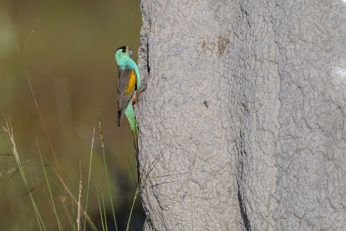 Golden-shouldered Parrot - ML636810571
