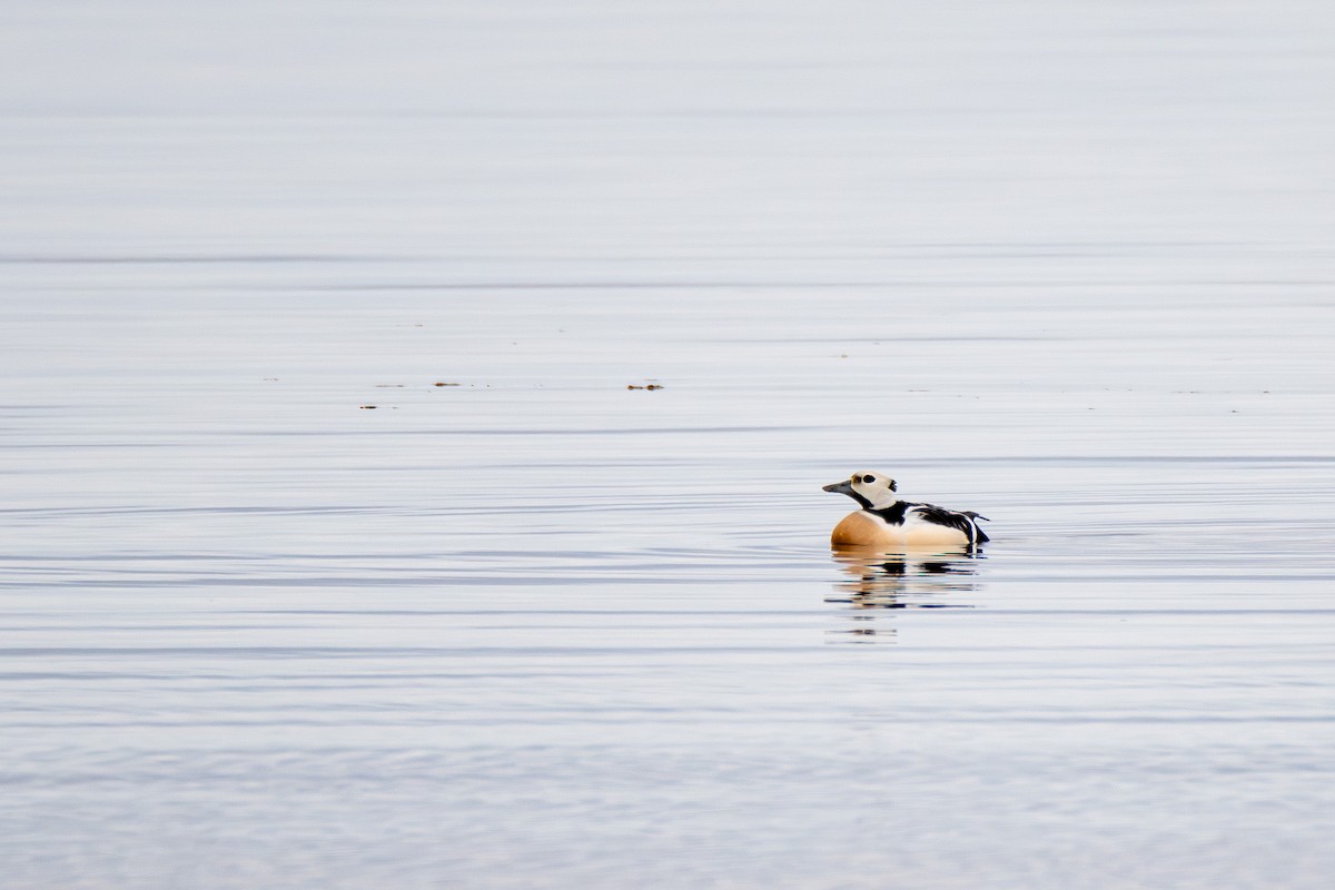 Steller's Eider - ML636810649