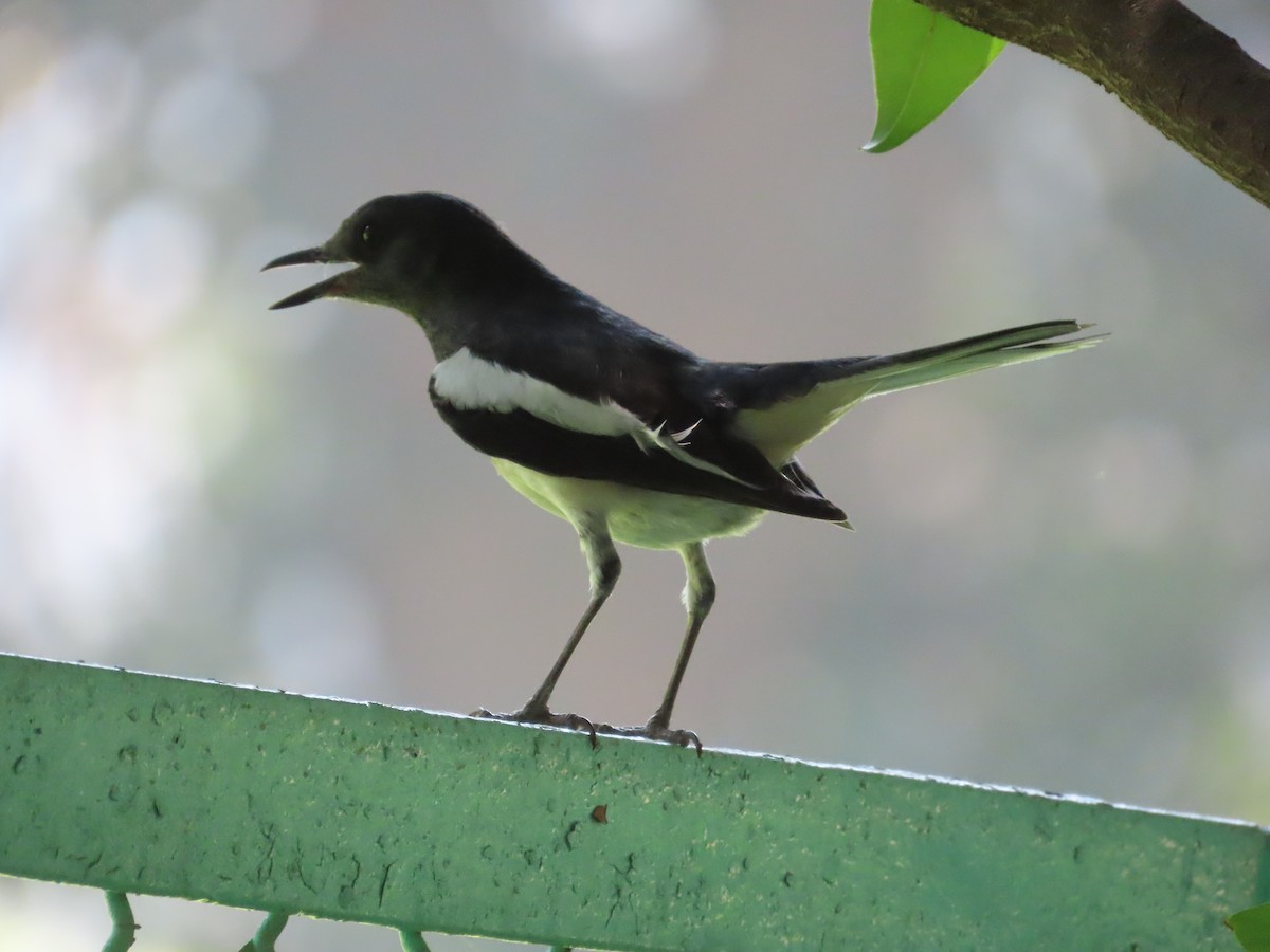 Oriental Magpie-Robin - ML636810671