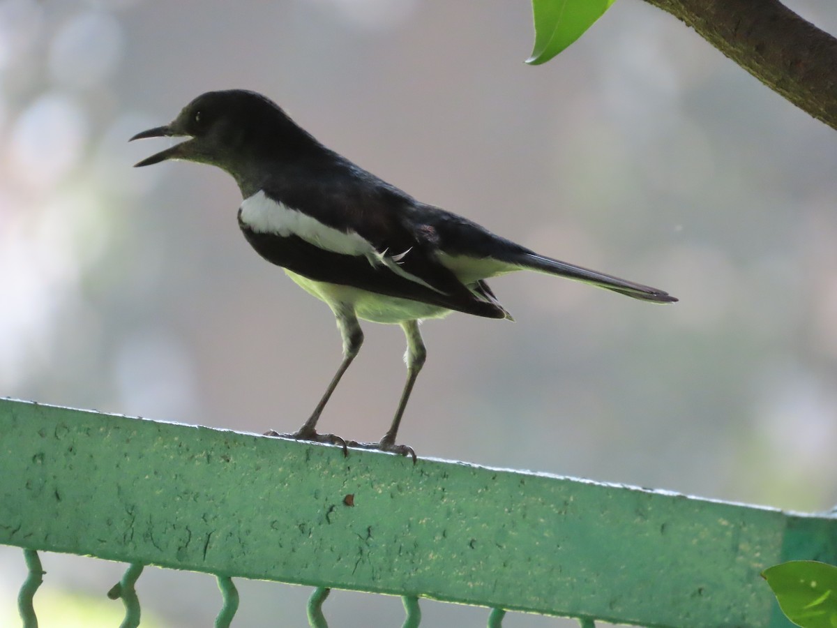 Oriental Magpie-Robin - ML636810672