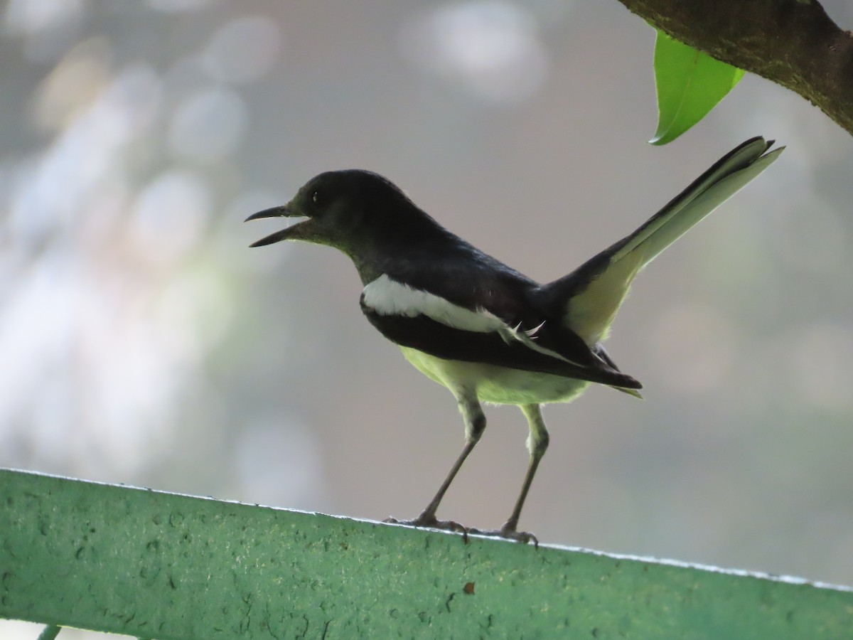 Oriental Magpie-Robin - ML636810673