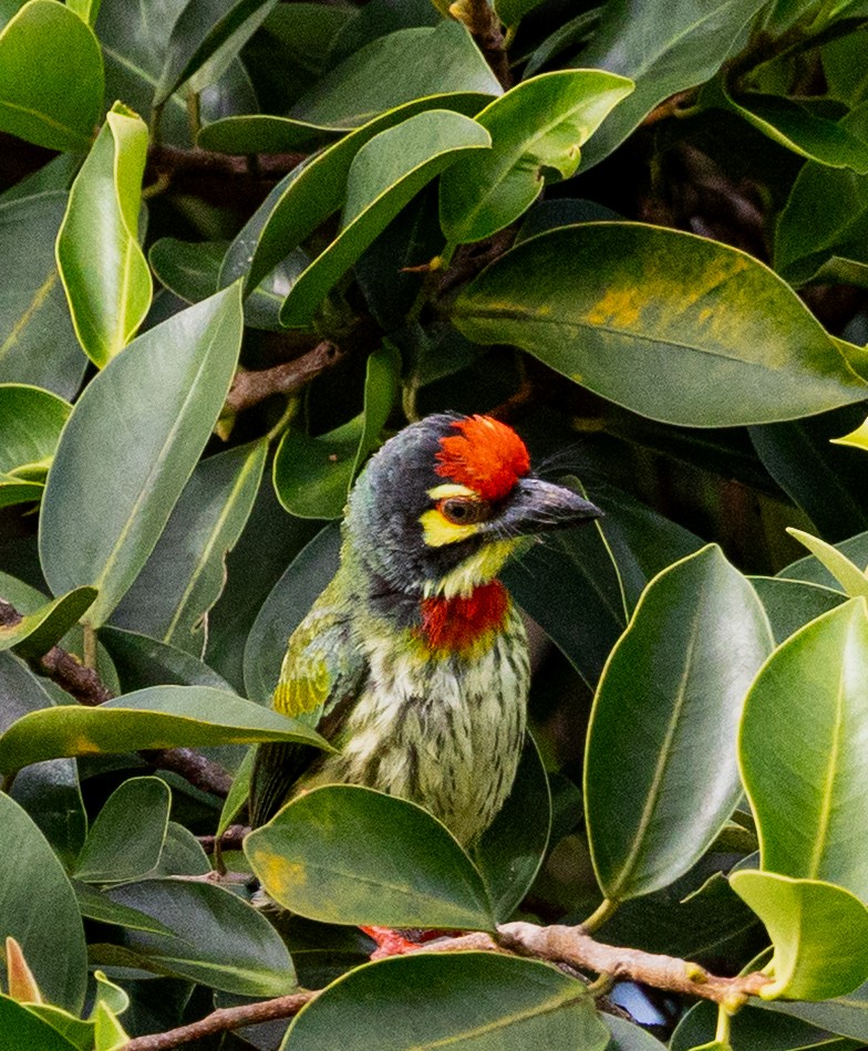 Coppersmith Barbet - ML636810702