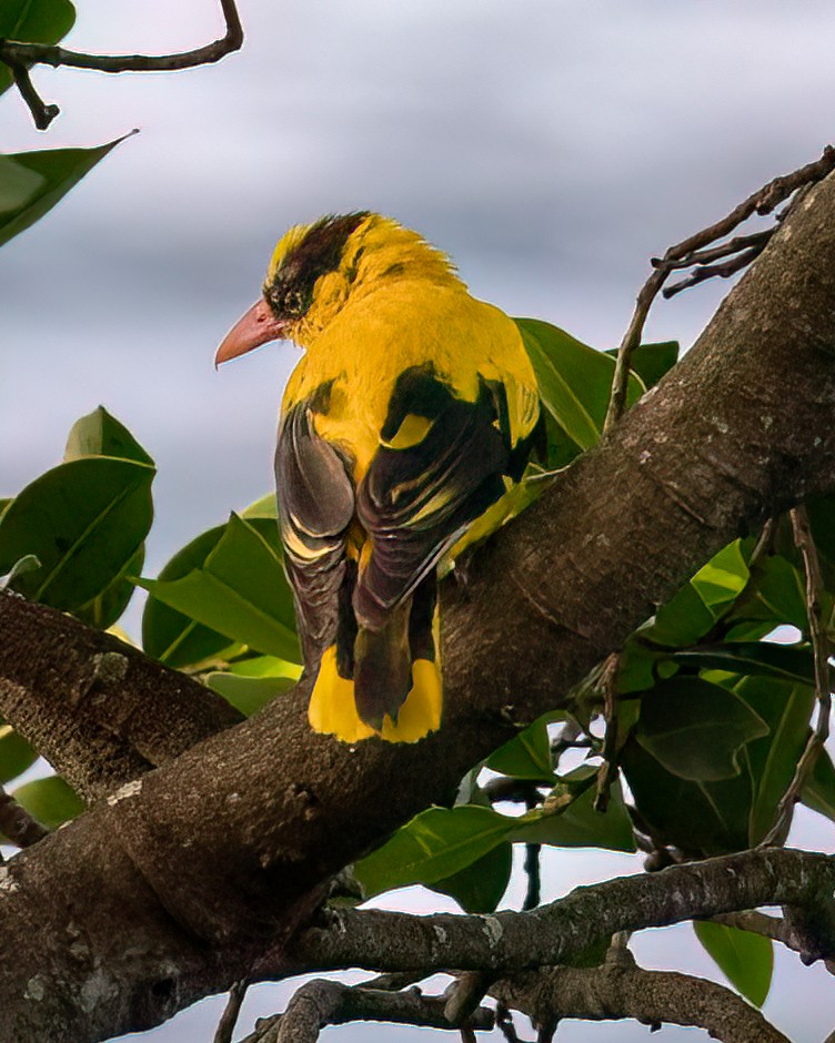 Black-naped Oriole - ML636810726
