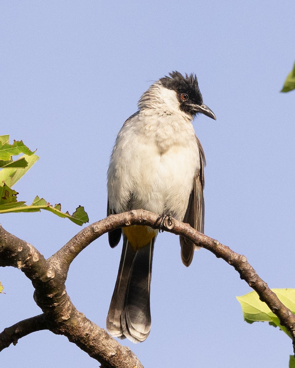Sooty-headed Bulbul - ML636810799