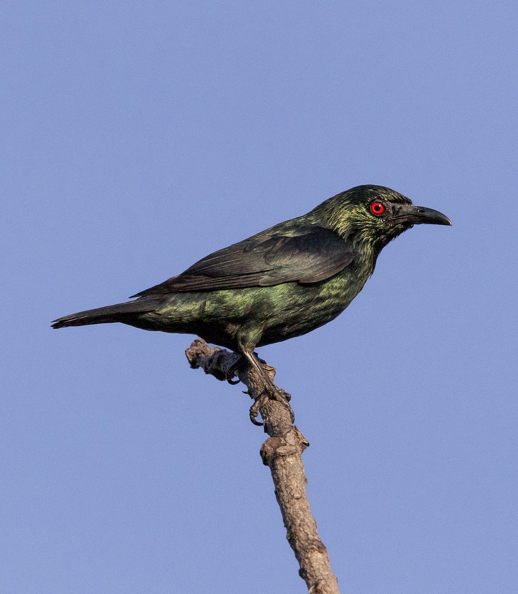 Asian Glossy Starling - ML636810800