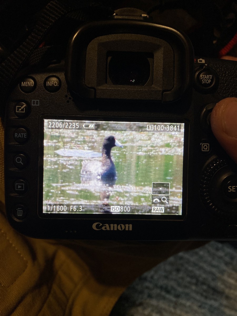 アメリカオオバン - ML636810810