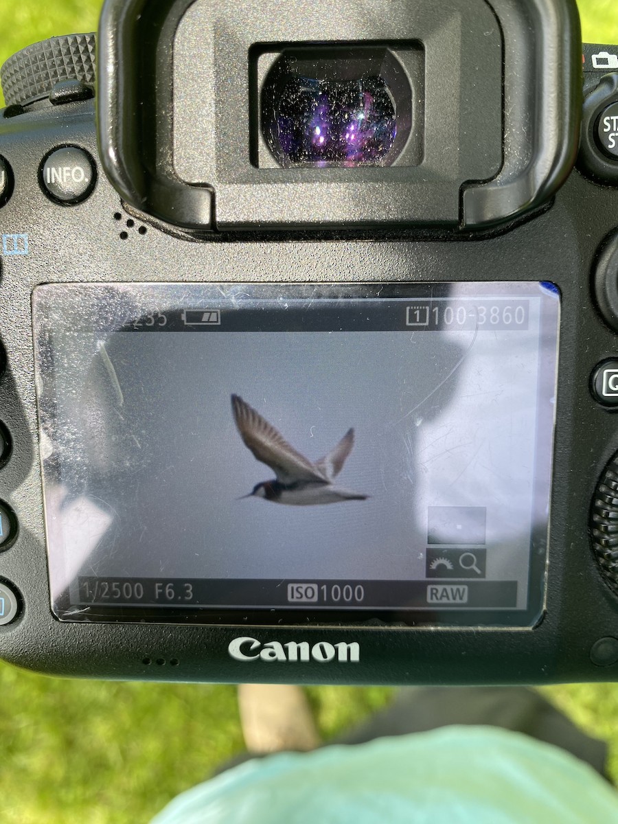 アカエリヒレアシシギ - ML636810814