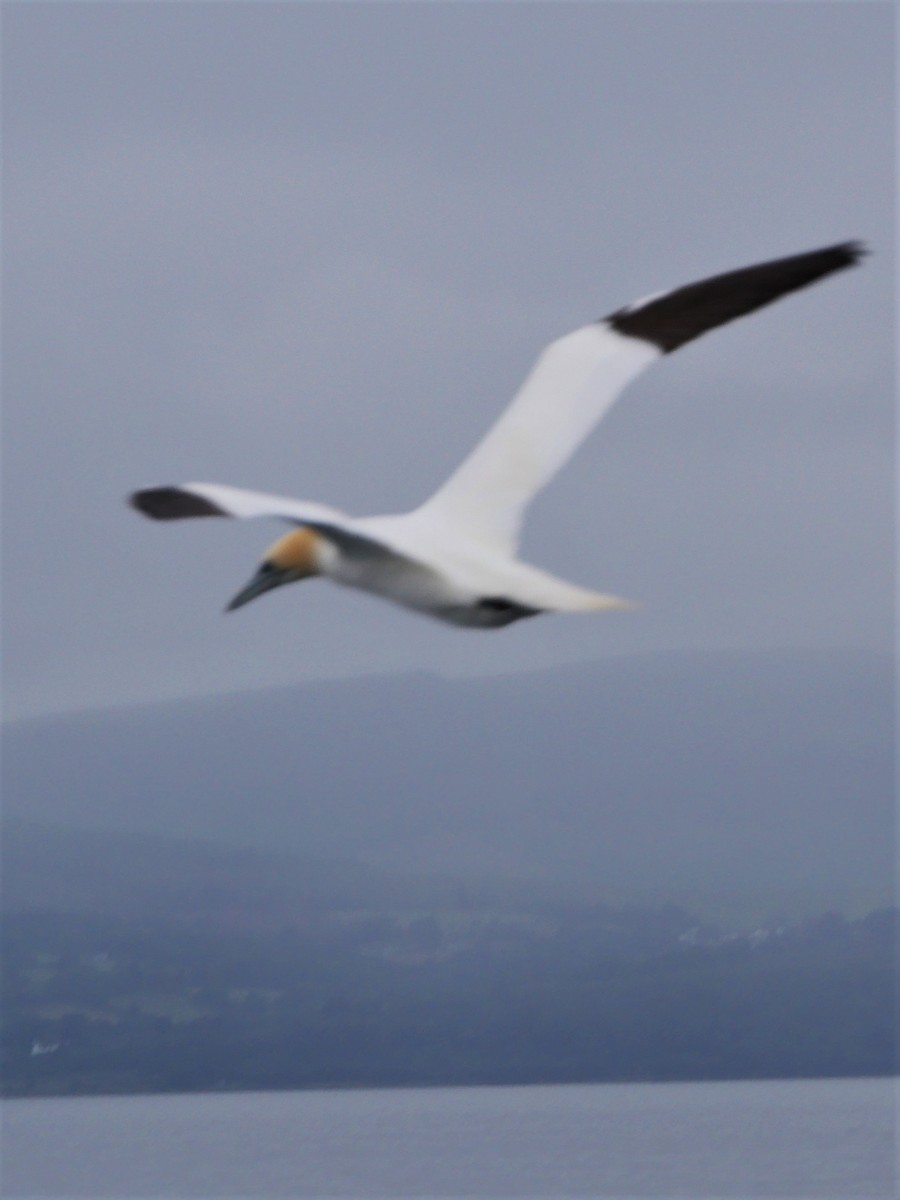 Northern Gannet - ML636810866