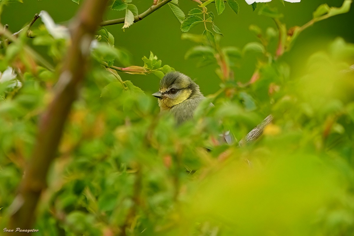 Өрнийн хөх бух - ML636810876
