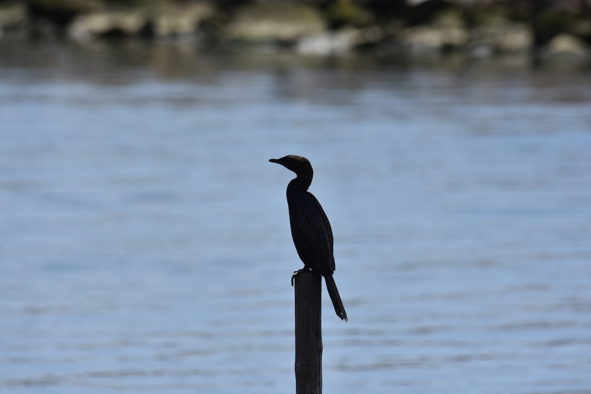 Pygmy Cormorant - ML636810949