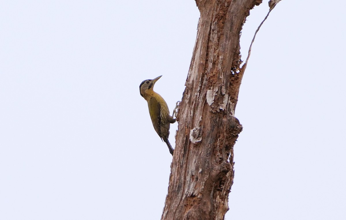 Laced Woodpecker - ML636811031