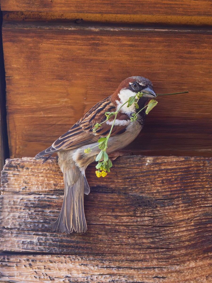 House x Italian Sparrow (hybrid) - ML636811129