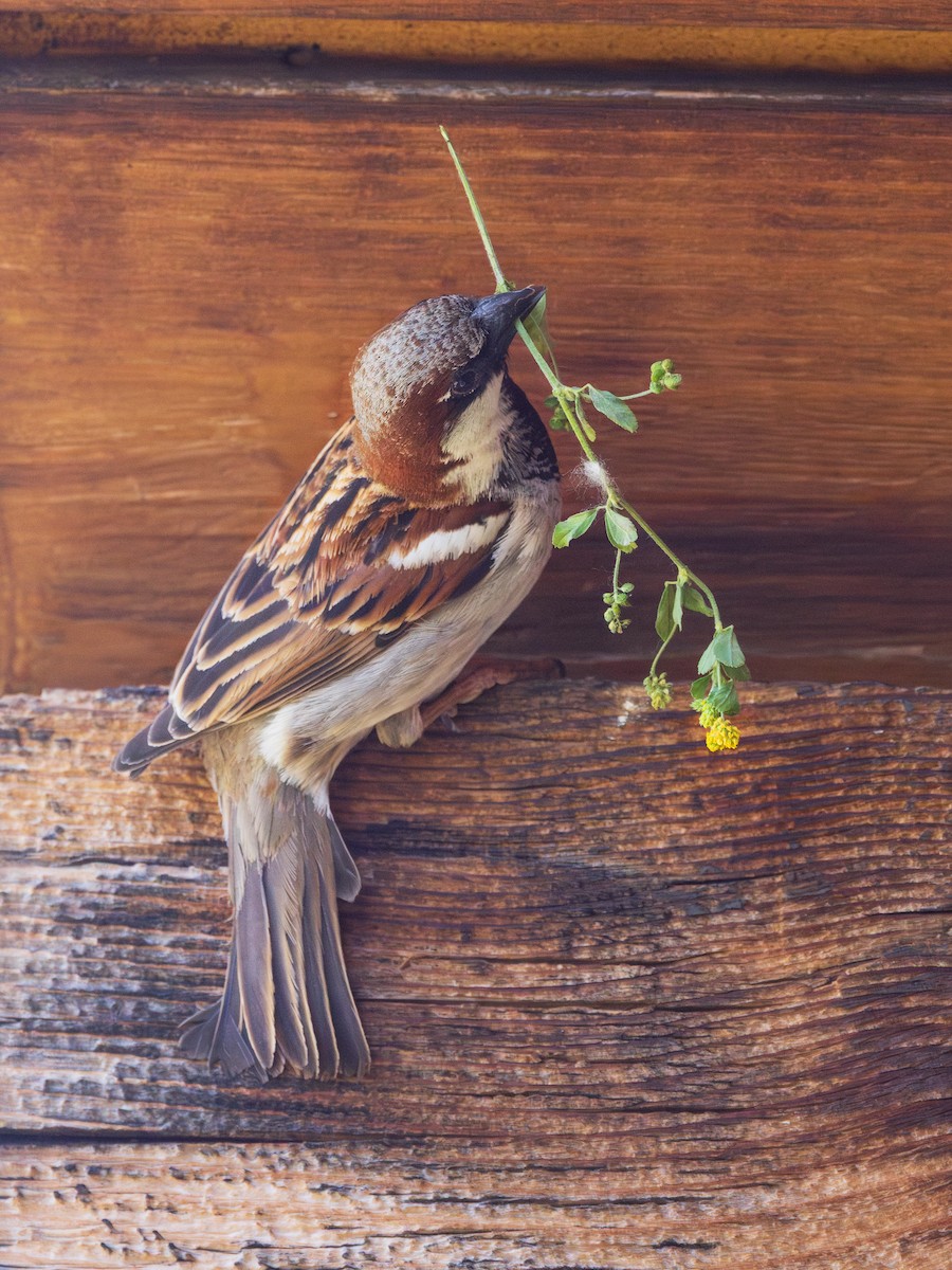 House x Italian Sparrow (hybrid) - ML636811130