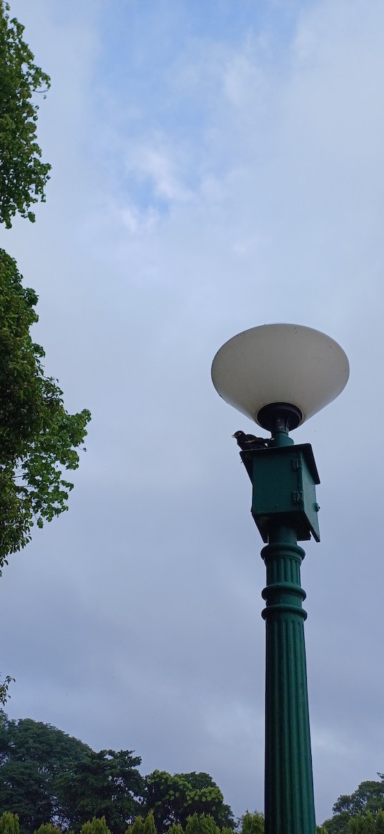 majna obecná - ML636811140