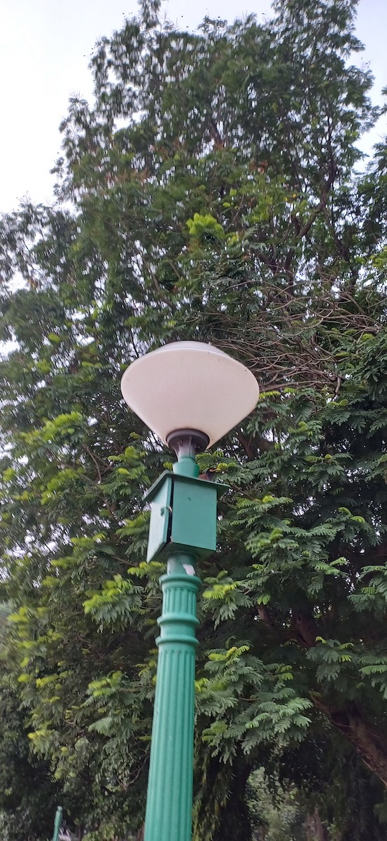 majna obecná - ML636811141