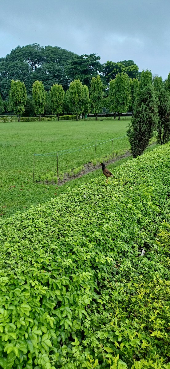 majna obecná - ML636811142