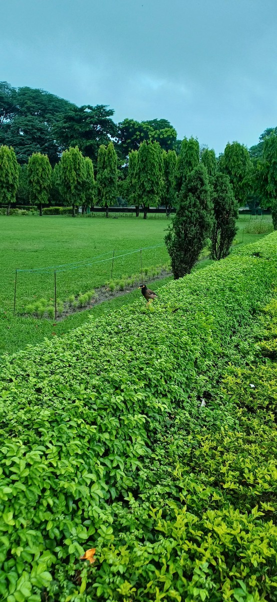 majna obecná - ML636811143