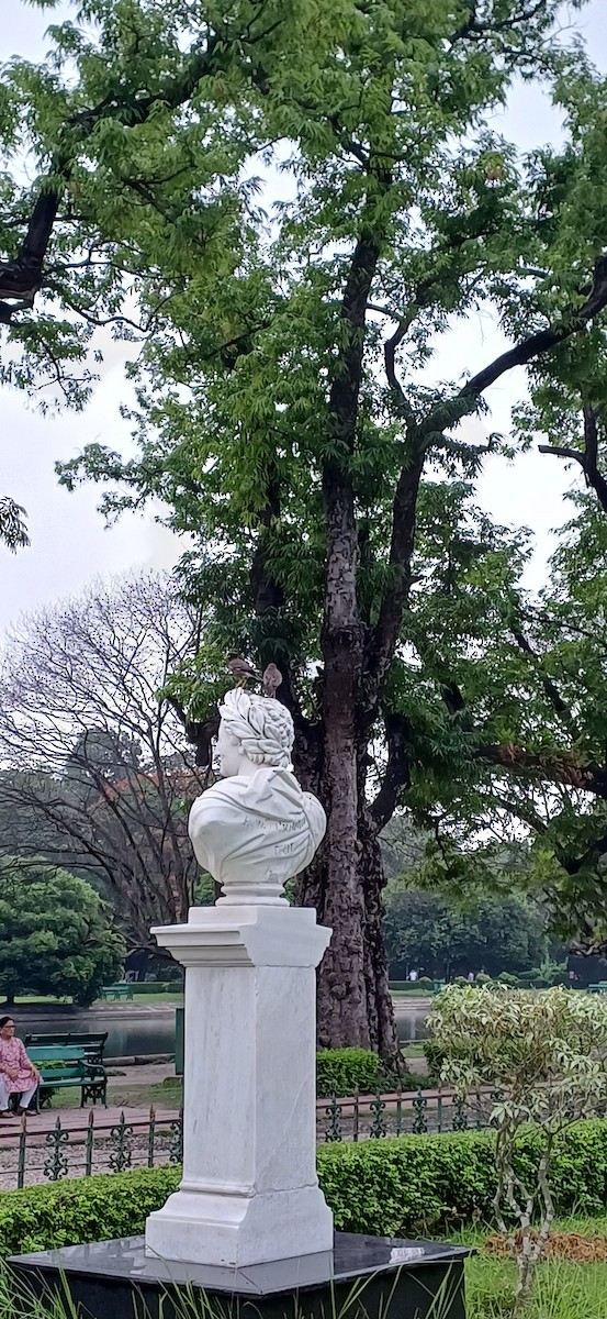 majna obecná - ML636811144