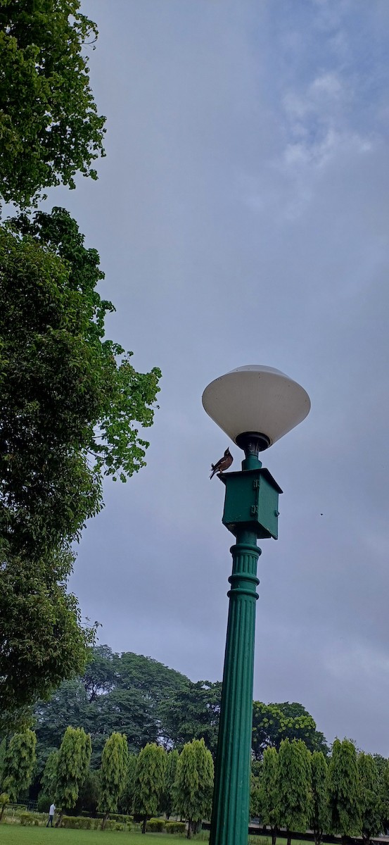 majna obecná - ML636811145