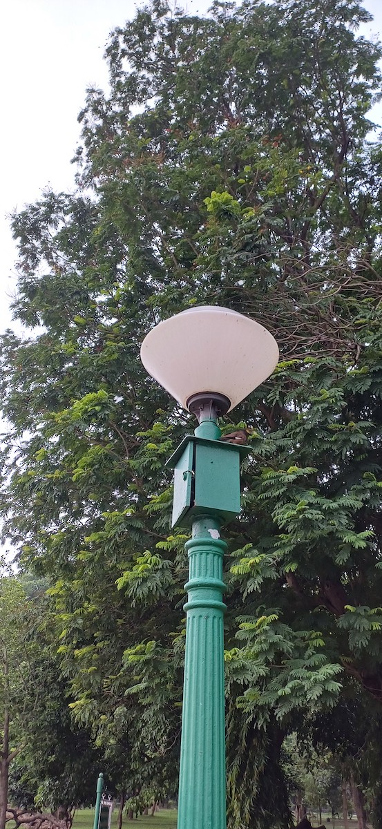 majna obecná - ML636811146