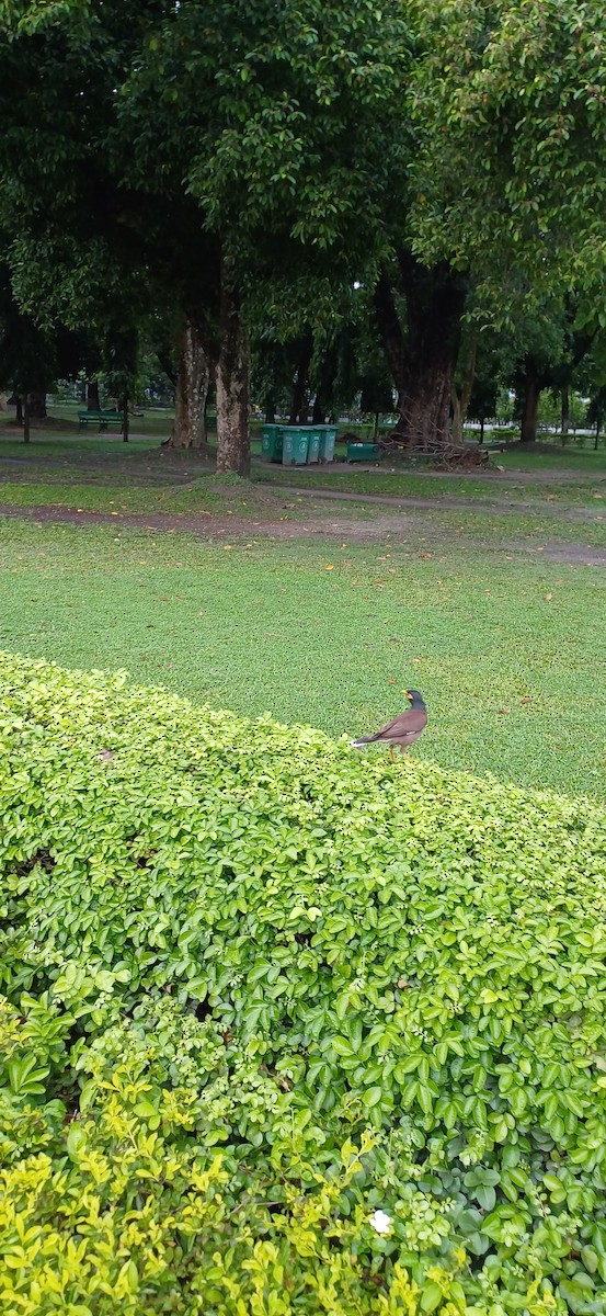 majna obecná - ML636811147