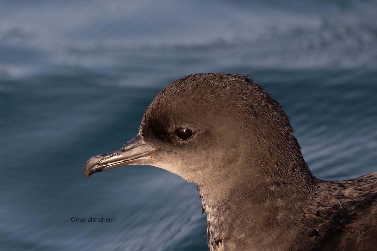 Short-tailed Shearwater - ML636811175