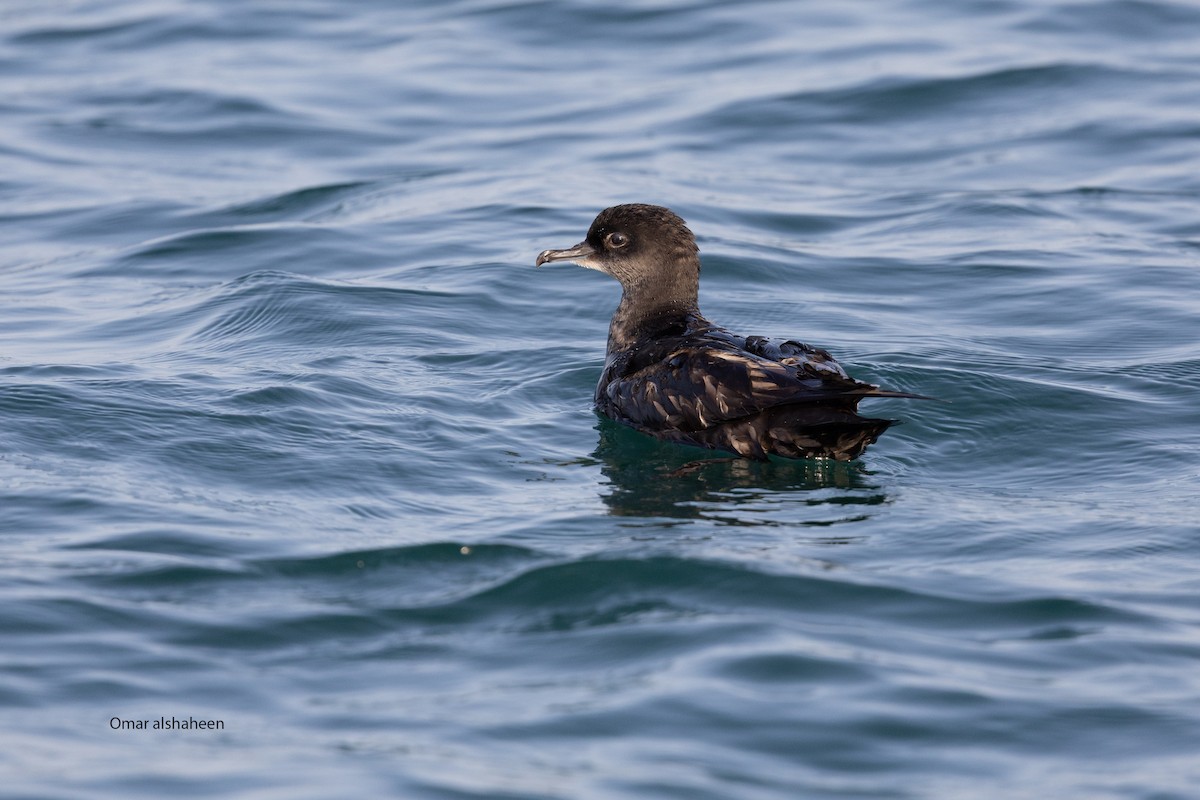 Short-tailed Shearwater - ML636811176
