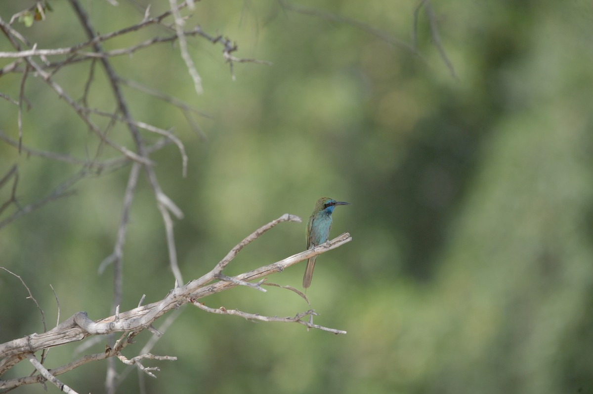 Arabian Green Bee-eater - ML636811180