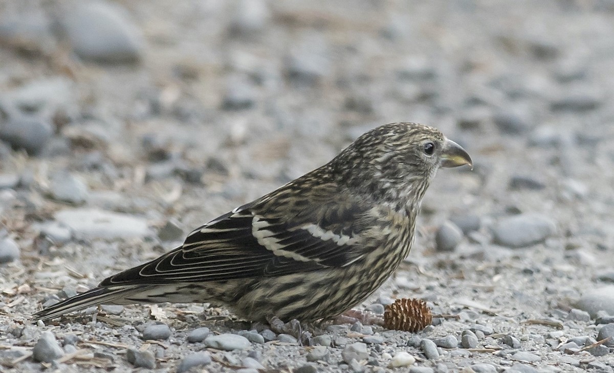 White-winged Crossbill - ML636811194