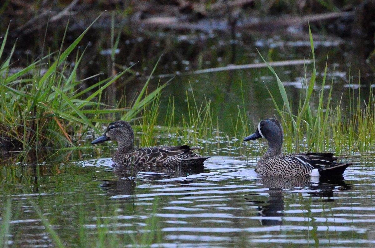 Marzaiola americana - ML636811238