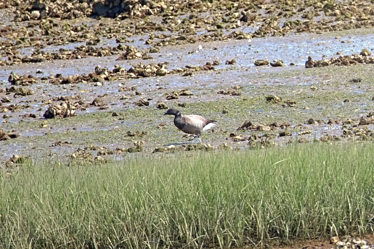 Ringelgans - ML636811241