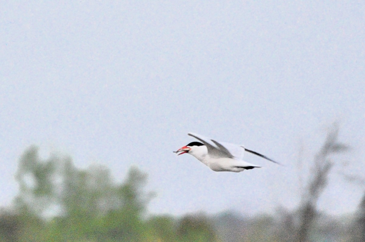 Sterna maggiore - ML636811242