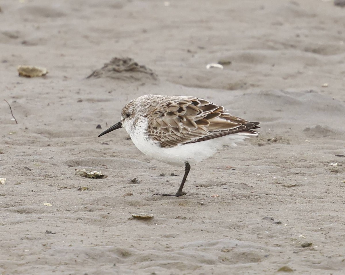 Western Sandpiper - ML636811245