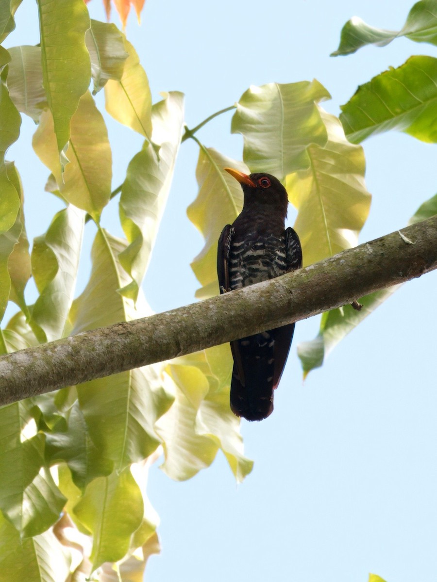 Violet Cuckoo - ML636811276