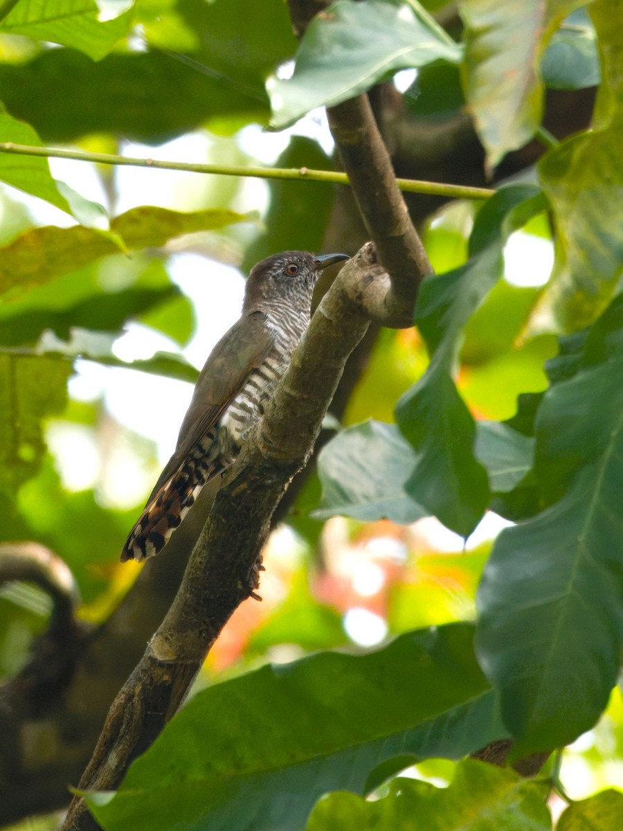 Violet Cuckoo - ML636811277