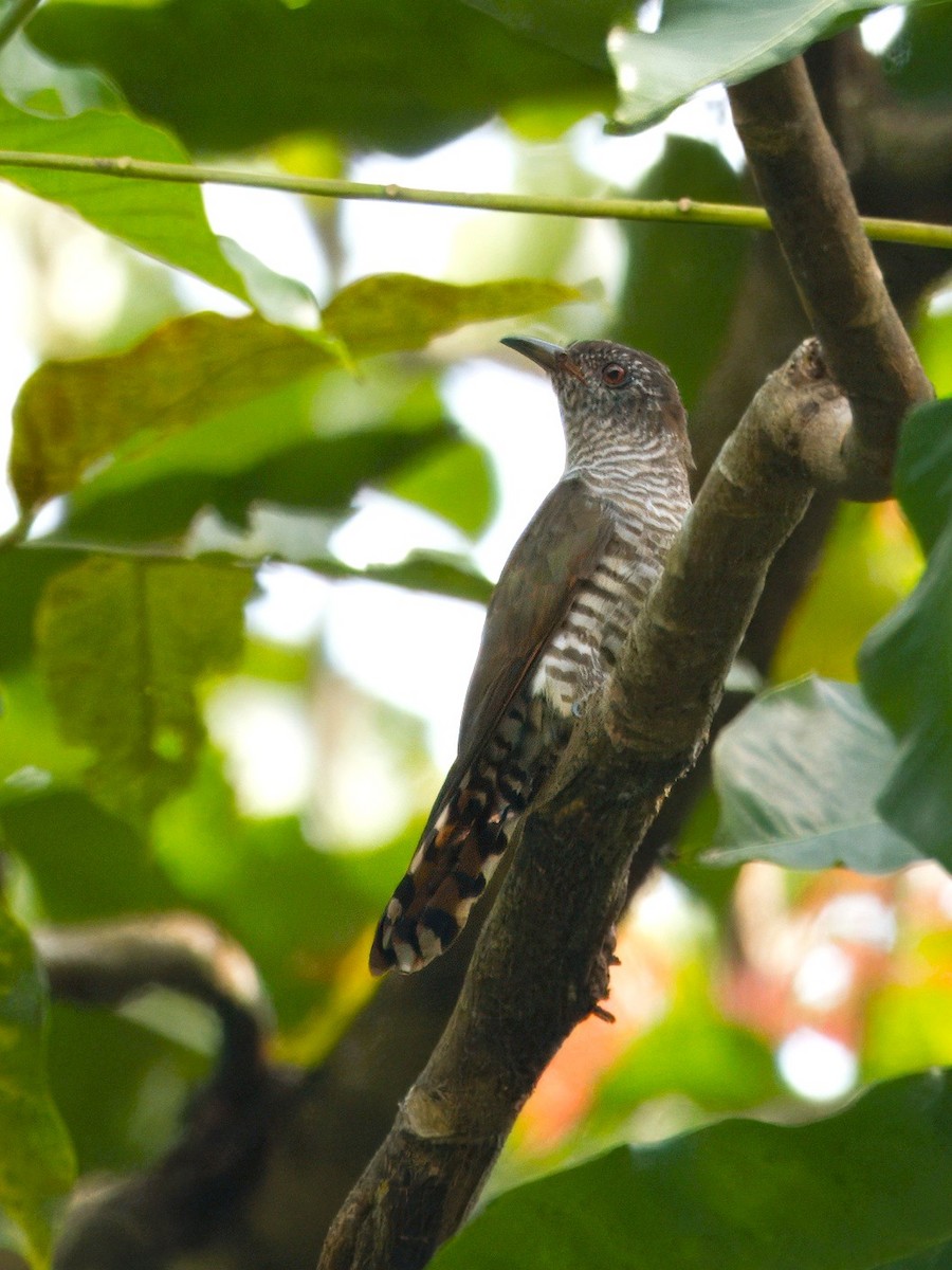 Violet Cuckoo - ML636811281