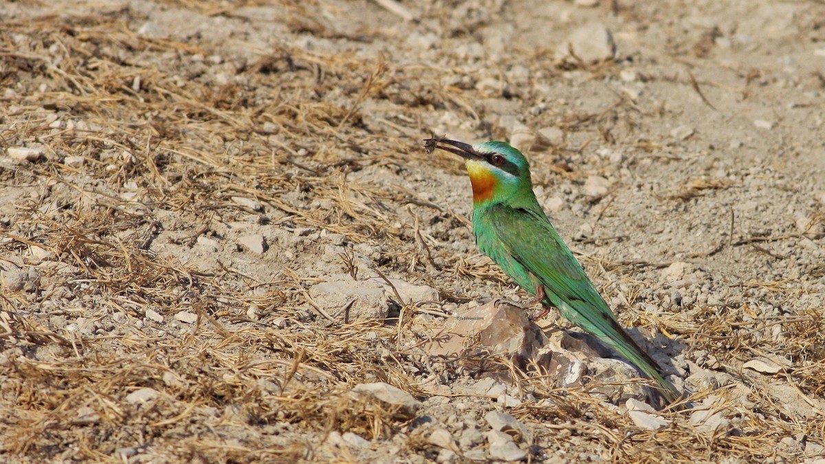 Blue-cheeked Bee-eater - ML636811282